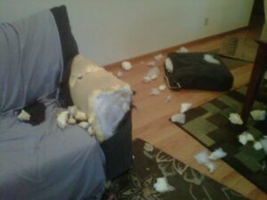 Treating Separation Anxiety Through Training 2 Separation Anxiety, Treating Separation Anxiety