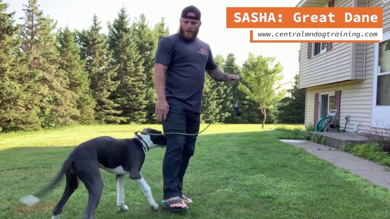 Great Dane Training