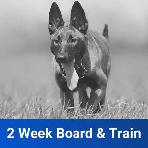2-week board and train, board & train