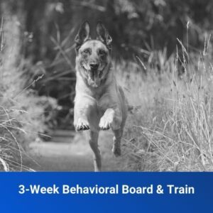 3-week board & train