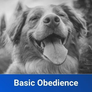 basic obedience training
