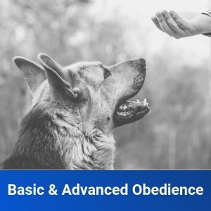 basic & advanced obedience training