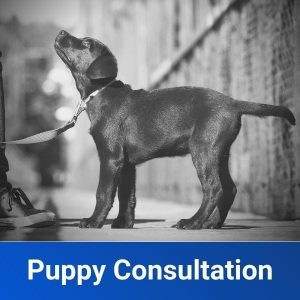 puppy training consultation