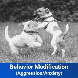 aggression anxiety behavior modification