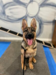 What Do We Mean When We Say “Socialize A Puppy”? 1 Puppy Socialization