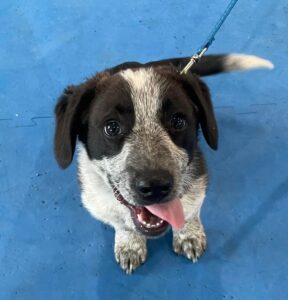 What Do We Mean When We Say “Socialize A Puppy”? 2 Puppy Socialization, Socializing Your Puppy