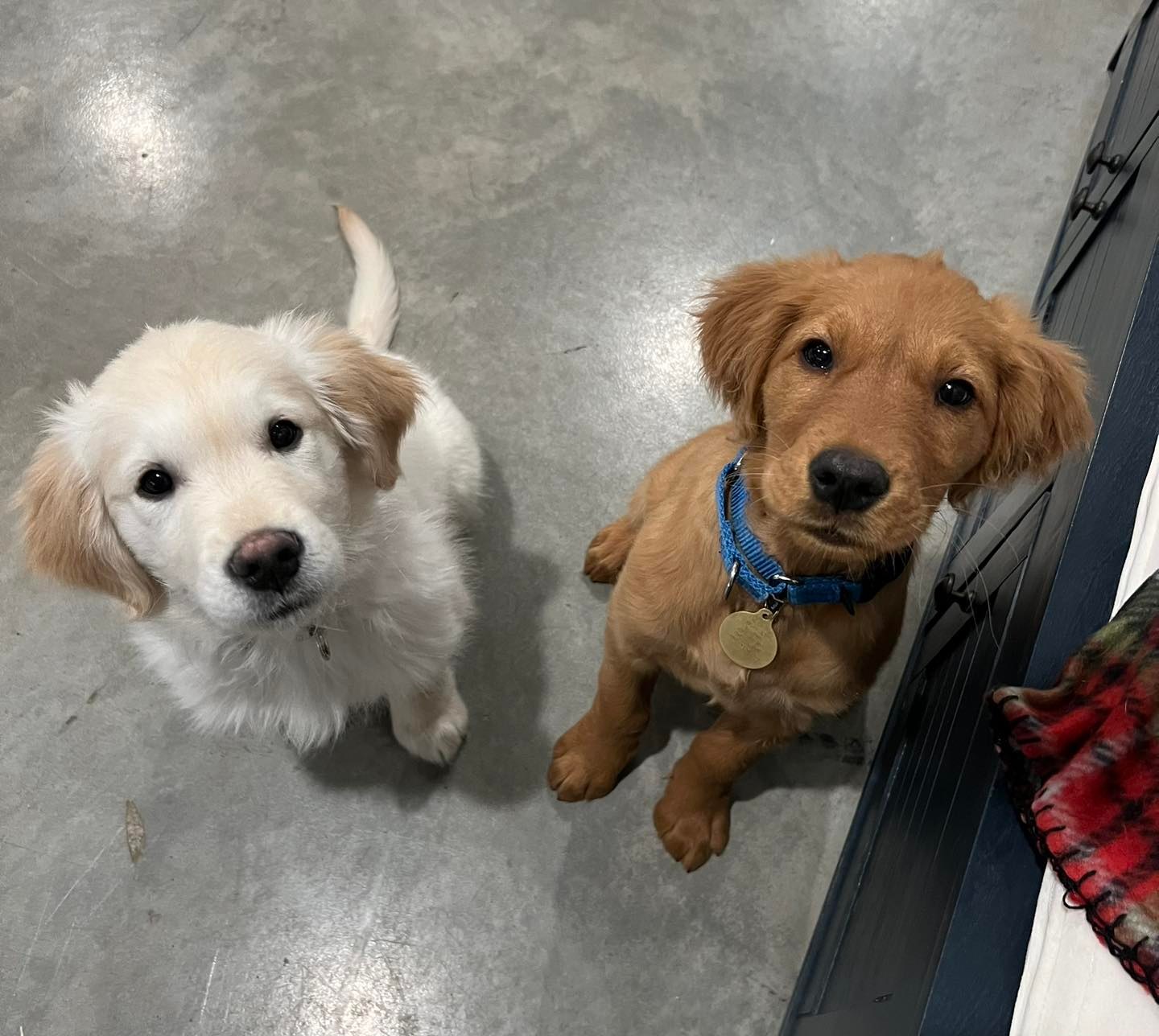 Puppy Socialization, Socialize A Puppy