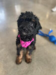 What Do We Mean When We Say “Socialize A Puppy”? 3 Puppy Socialization, Socializing Your Puppy