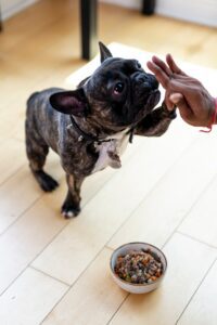 The Best Diet For Your Dog - The Best Dog Food 2 The Best Diet For Your Dog - The Best Dog Food
