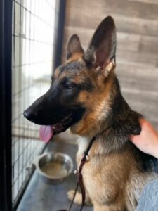 Question Of The Day: How Do I Help My Fearful Rescue Dog? 1 Fearful Anxious Dog