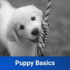 puppy training basics