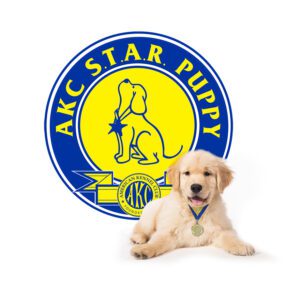 AKC Star Puppy Training