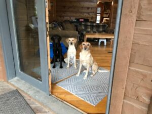 Do You Have A Dominant Dog? 8 Subtle Ways To Lead Your Dominant Dog 3 Dog Sitting At Door
