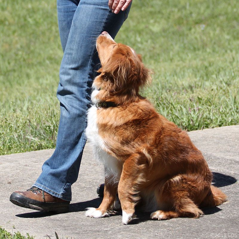 Do You Have A Dominant Dog? 8 Subtle Ways To Lead Your Dominant Dog 4 Dog In Heel