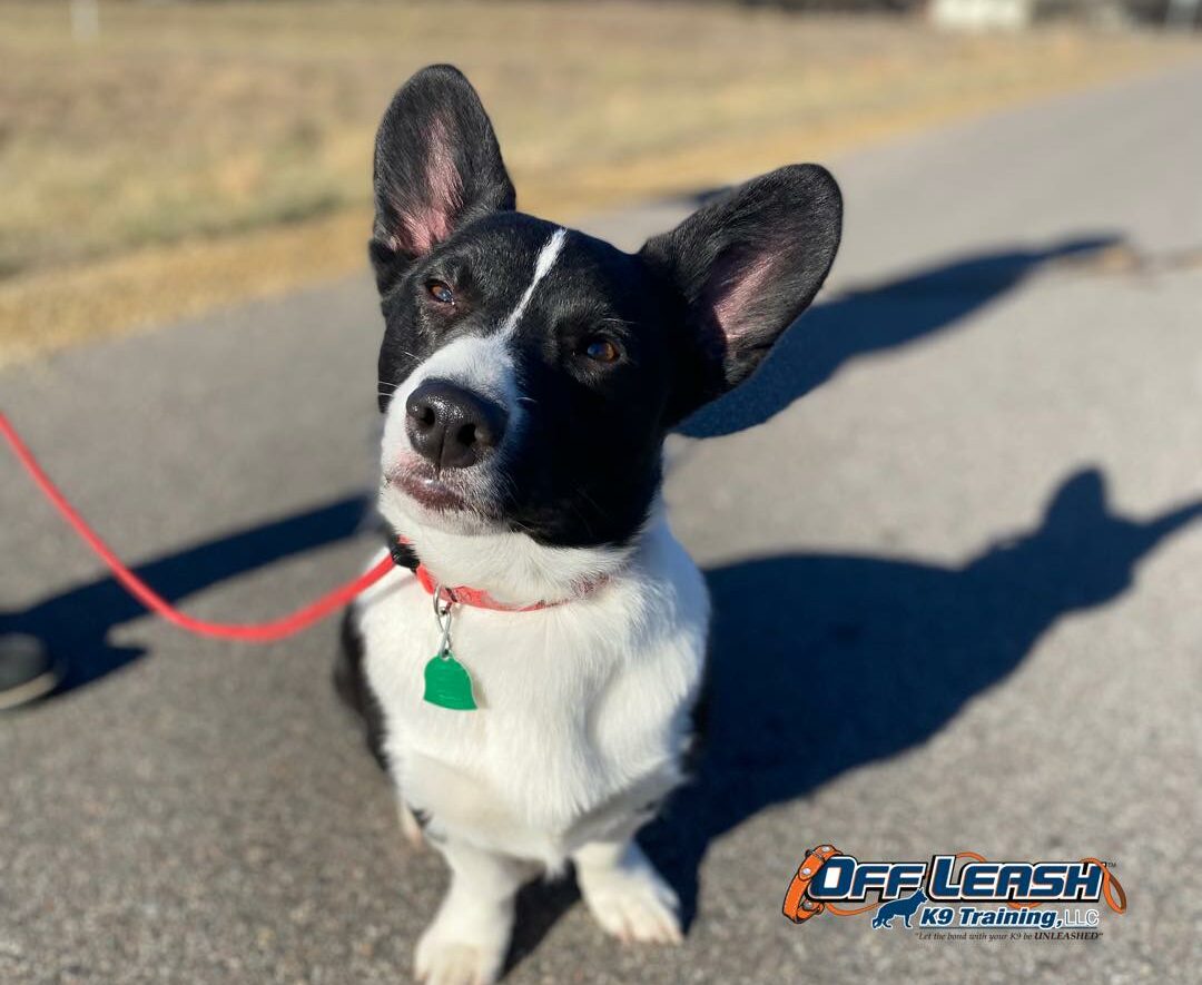 Keep Dog From Running Off, Dog Running Off