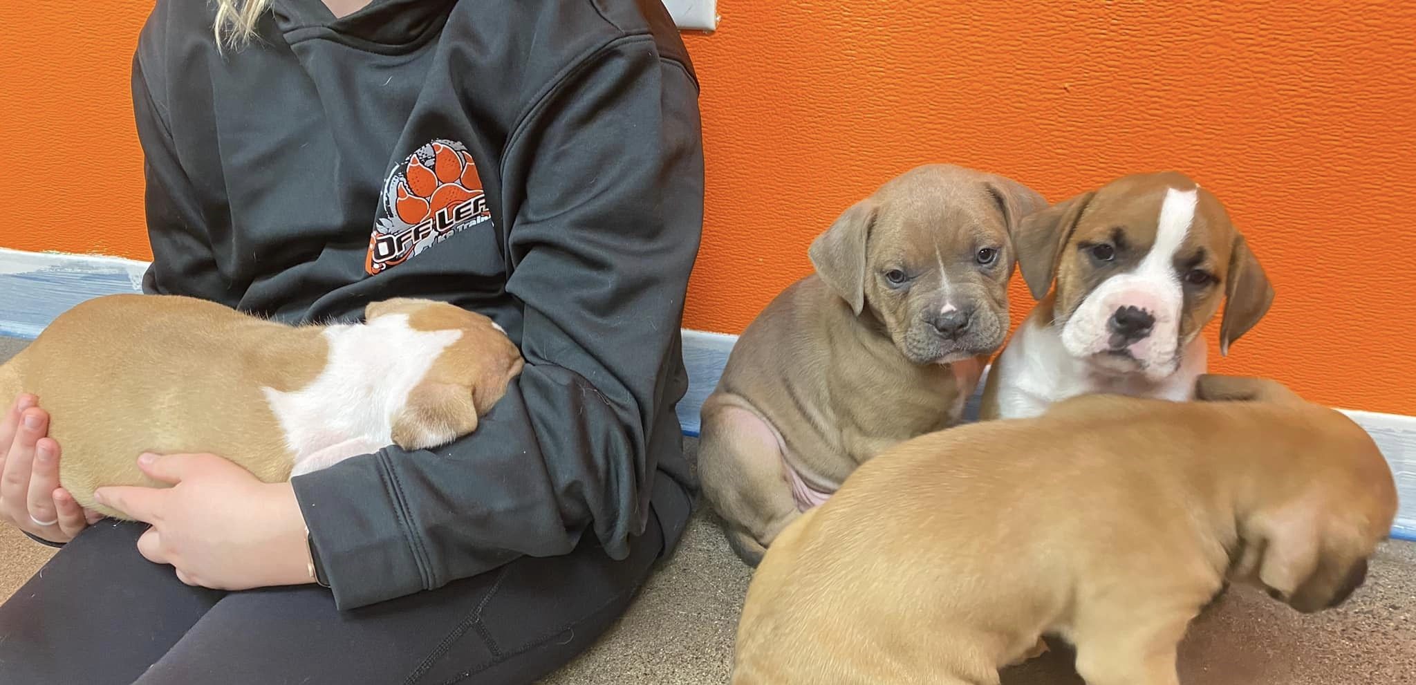 Should I Get A Puppy?