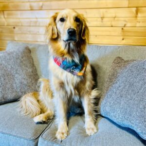 Therapy Dog Training