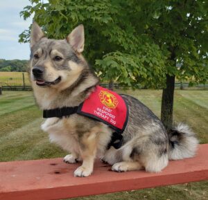 15 Questions To Ask Yourself Before Therapy Dog Training 3 Therapy Dog Training