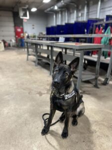 15 Questions To Ask Yourself Before Therapy Dog Training 2 Therapy Dog Training