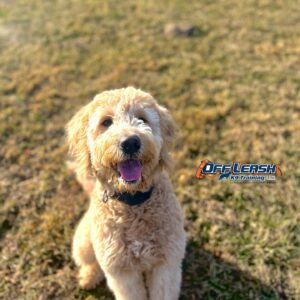 10 Benefits Of Off Leash Training Your Dog 1 Off Leash Dog Training, Off Leash Training, Off Leash K9 Training