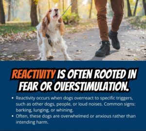 Is My Dog Aggressive Or Reactive? There'S A Difference! 2 Reactive Dog Training