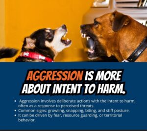 Is My Dog Aggressive Or Reactive? There'S A Difference! 3 Aggressive Dog Training