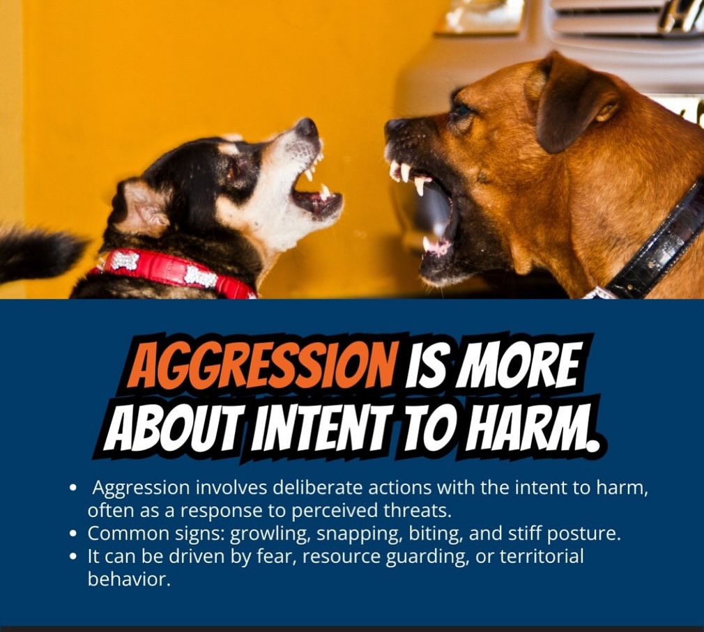 Aggressive Or Reactive Dog? Off Leash K9 Training MN