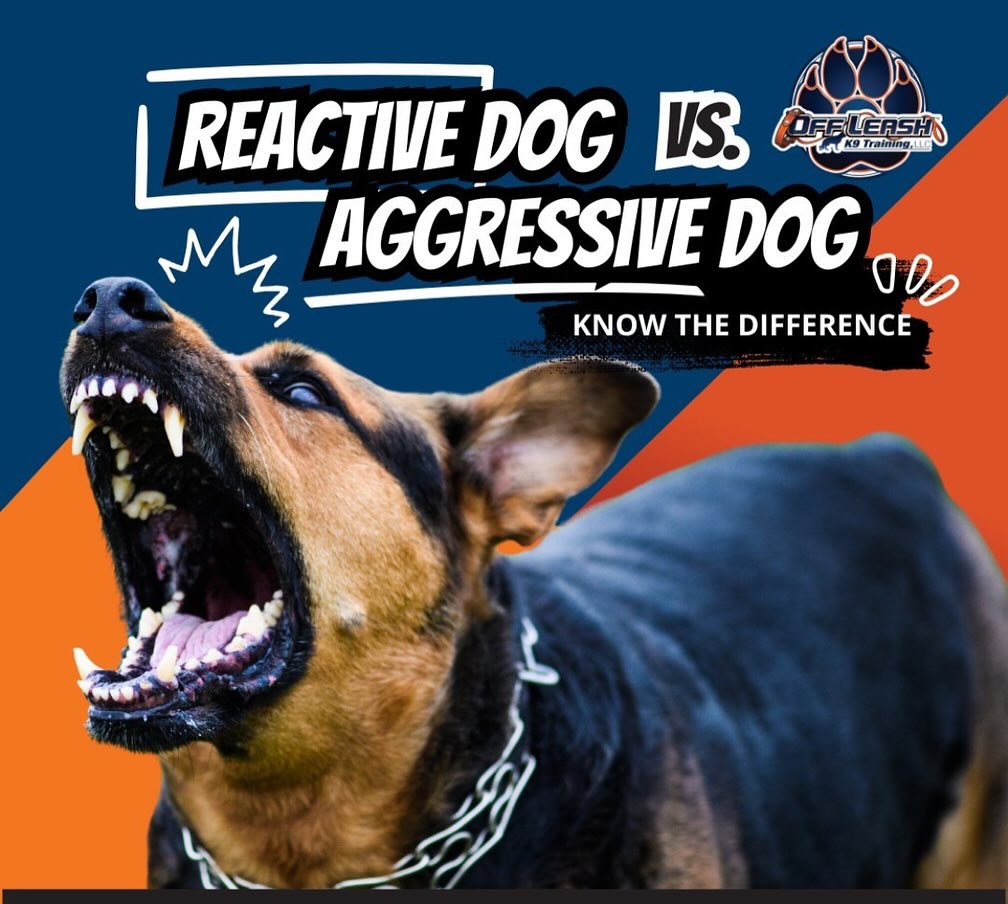 Aggressive Or Reactive