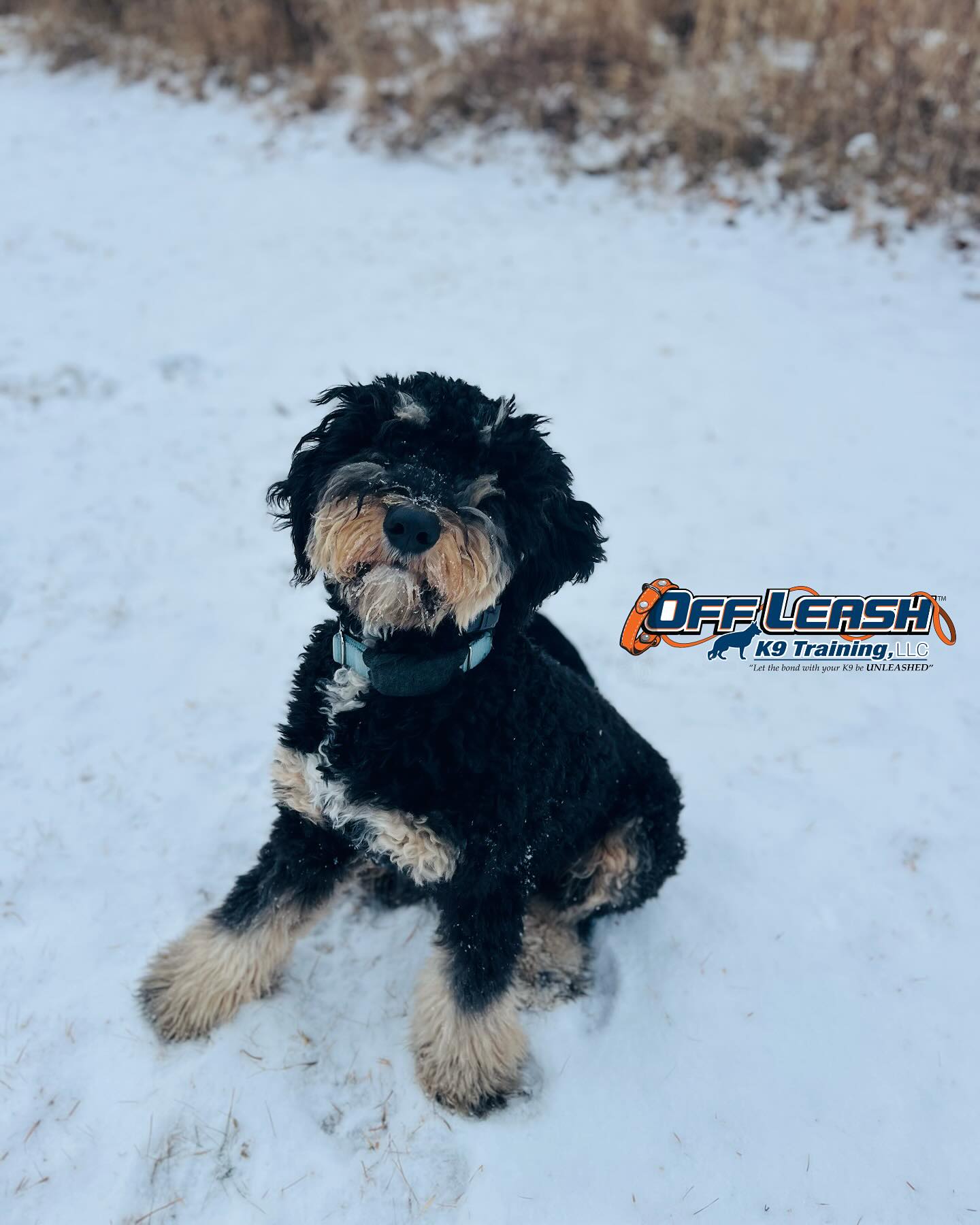 Dog Training Tips Blog 55 Board &Amp; Train Program