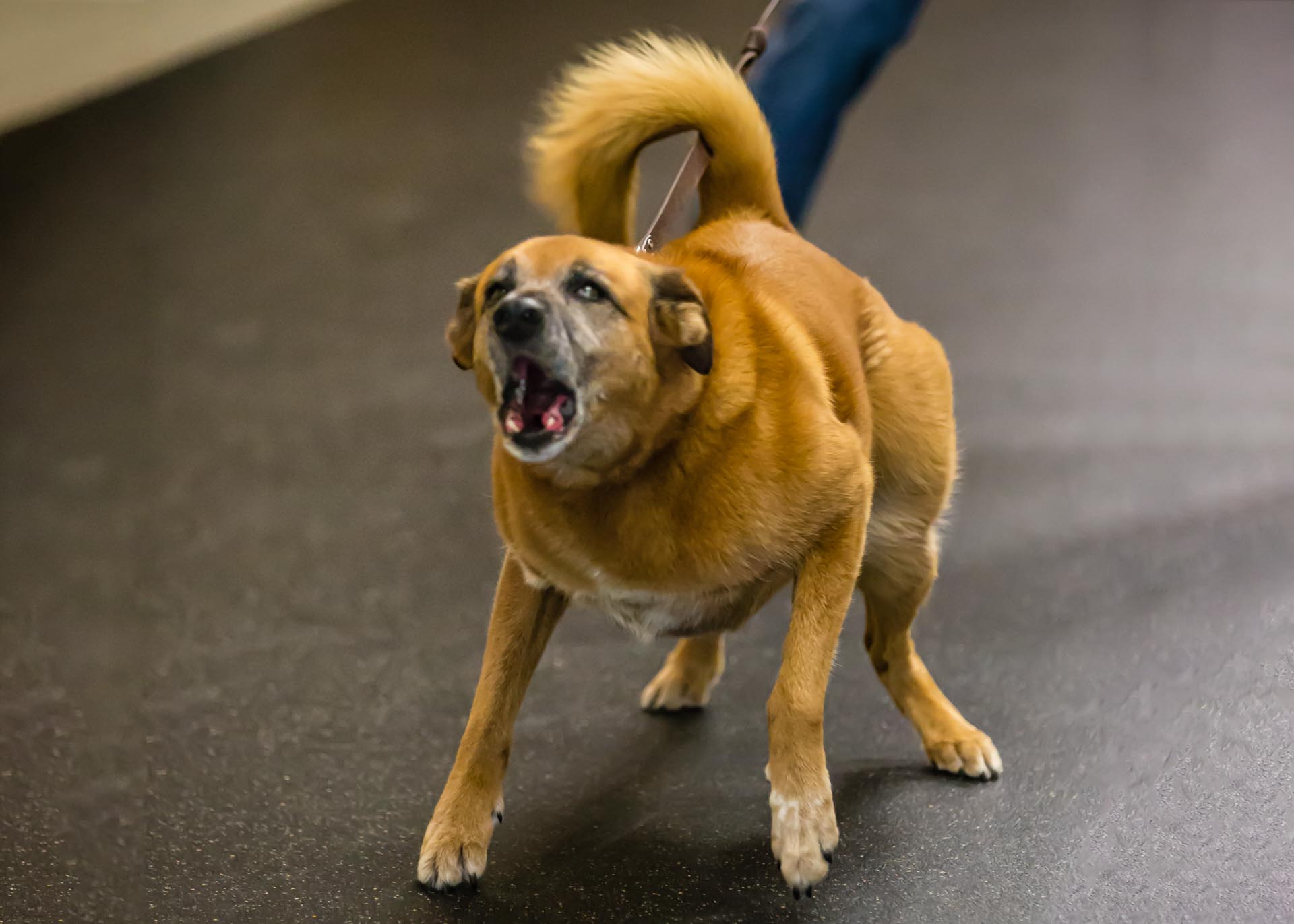 Reactive Dog Training, K9 Trainer, K9 Training Mn