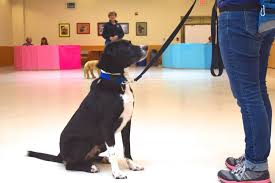 Understanding Reactive Dogs And Reactive Dog Training 2 Reactive Dog Training, K9 Trainer, K9 Training Mn