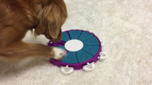 Interactive Games For Dogs - Why Mental Stimulation Is Important 3 Interactive Games For Dogs