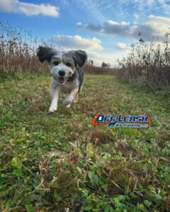 Off Leash K9 Training: Dog Training In Minnesota 1 Off Leash K9 Training
Dog Training Minnesota
