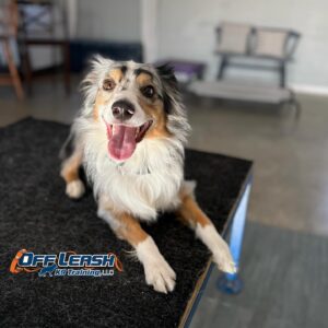 off leash k9 training dog training minnesota