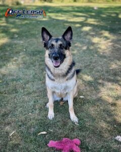Off Leash K9 Training: Dog Training In Minnesota 5 Off Leash K9 Training Dog Training Minnesota