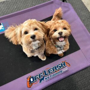 off leash k9 training dog training minnesota