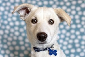 Rescue Dog Training: Building A Relationship 2 Rescue Dog Training