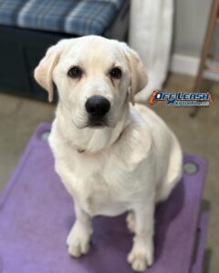 Best Rewards For Your Dog 1 Best Reward For Your Dog