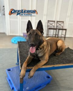 Best Rewards For Your Dog 3 476029597 18489178642013675 3194326008792695829 N Best Rewards For Your Dog