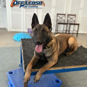 best reward for your dog