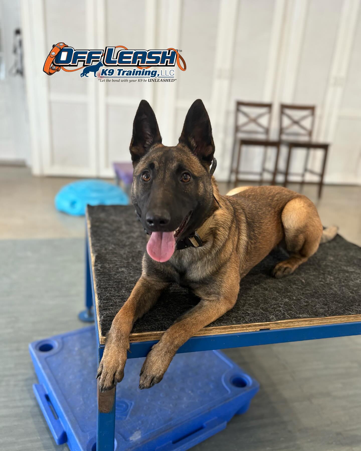 Dog Training Tips Blog 33 Best Reward For Your Dog