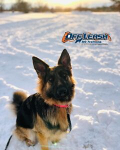 Best Rewards For Your Dog 2 Best Reward For Your Dog