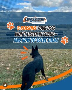 5 Reasons Your Dog Won'T Listen In Public 1 Dog Won'T Listen In Public