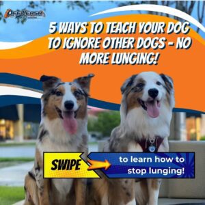 Train Your Dog To Stop Lunging At Other Dogs 1 Stop Lunging At Other Dogs