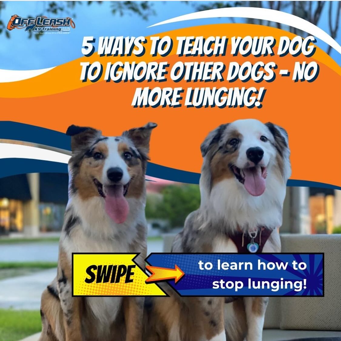 Dog Training Tips Blog 37 Stop Lunging At Other Dogs