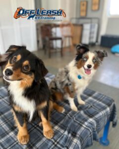 Top Benefits Of Positive Reinforcement Training 1 Positive Reinforcement Dog Training