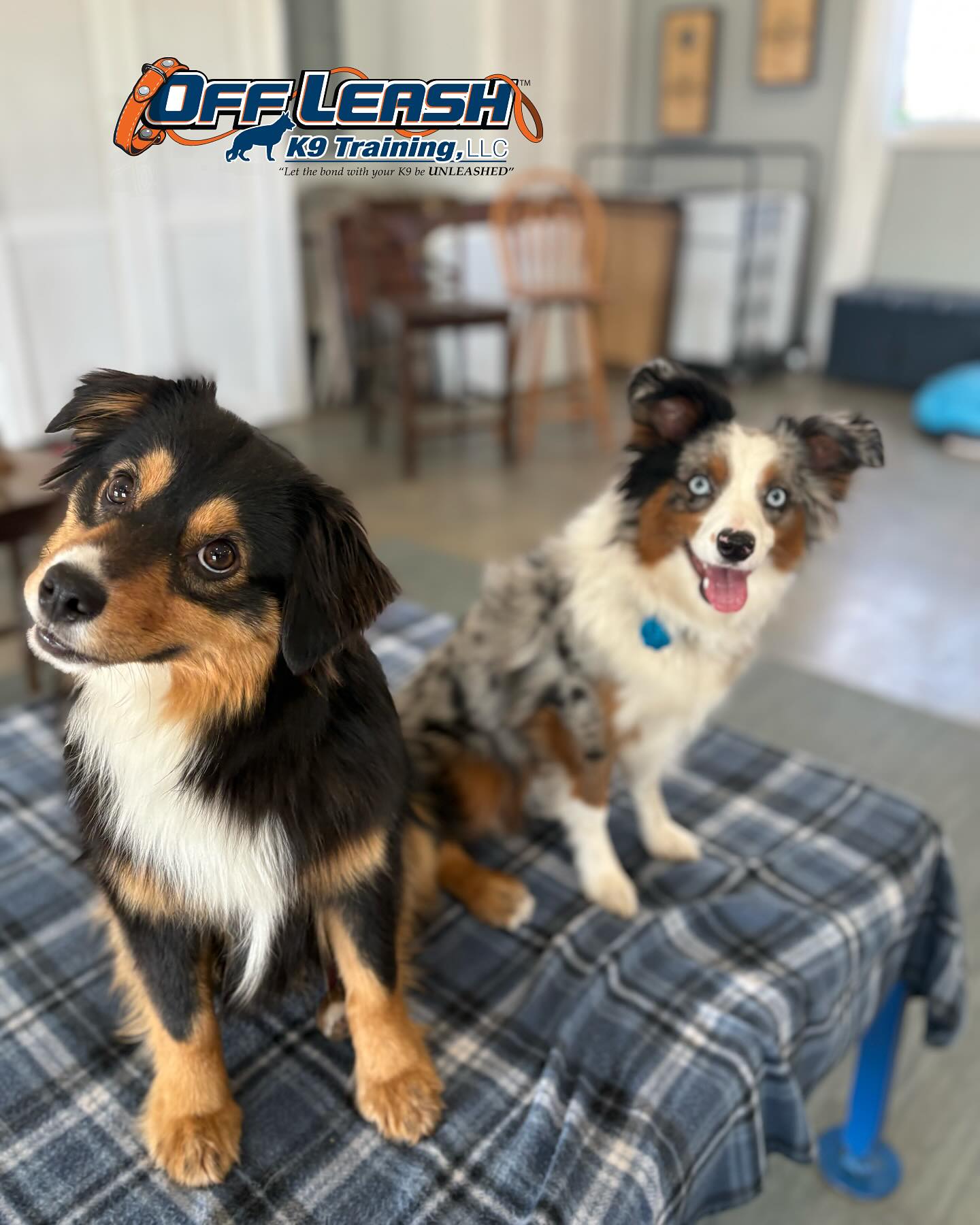 Dog Training Tips Blog 43 Positive Reinforcement Dog Training