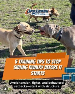 5 Tips To Stop Sibling Rivalry Before It Starts 1 Sibling Rivalry In Dogs