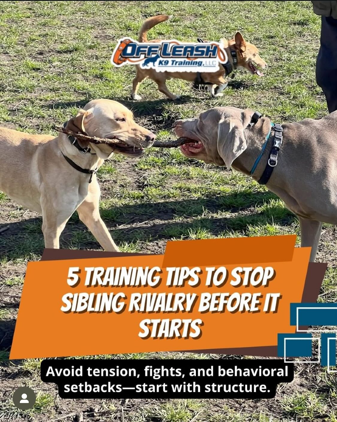 Dog Training Tips Blog 39 Sibling Rivalry In Dogs